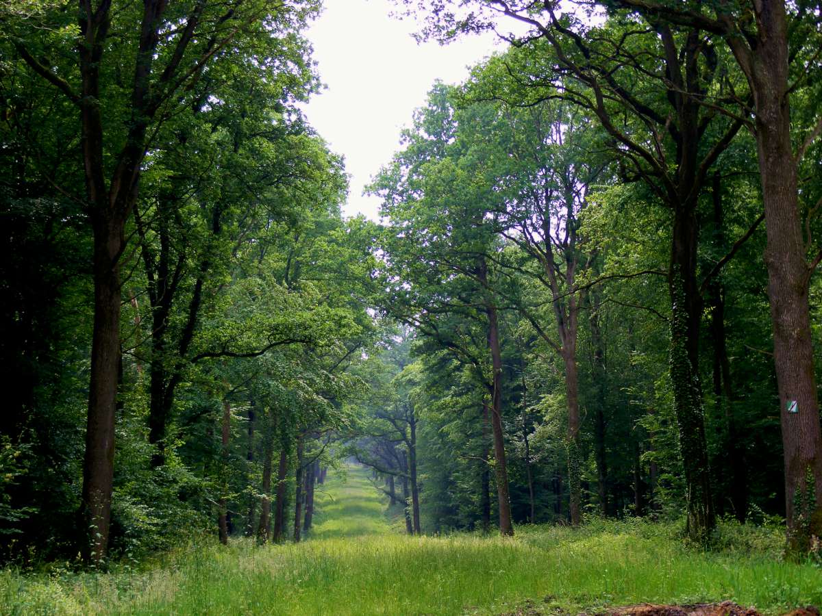 La Forêt de Mormal