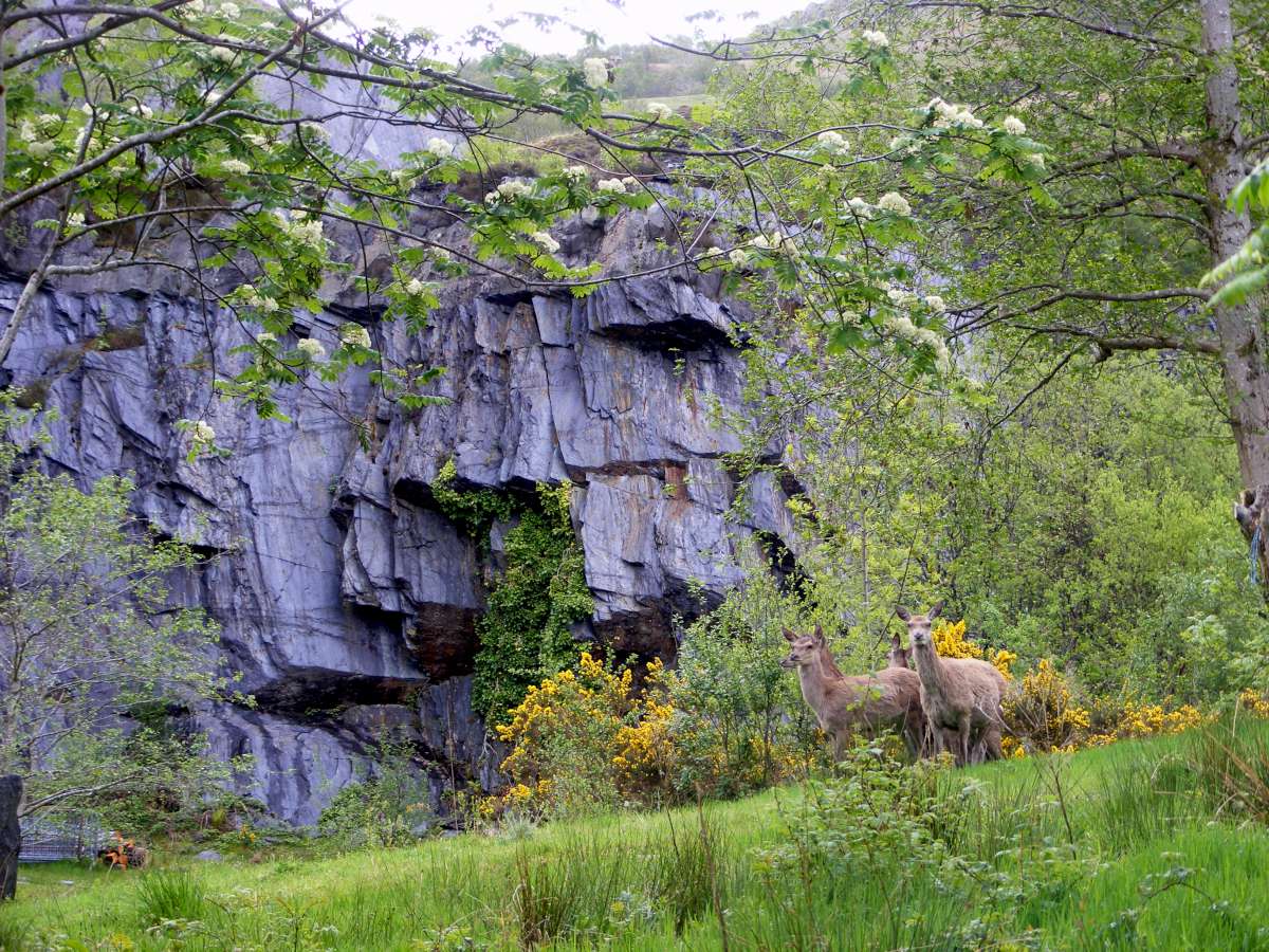 Monarch of the Glen